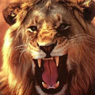 Legend calls🦁