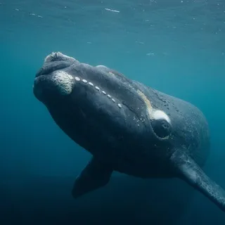 Mr.Crypto Whale 2022