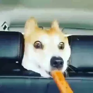 Fúnny Dögs And Cäts ❤️🐶🐥🐱❤️