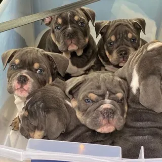 EnglishBulldogPuppyShop🐶