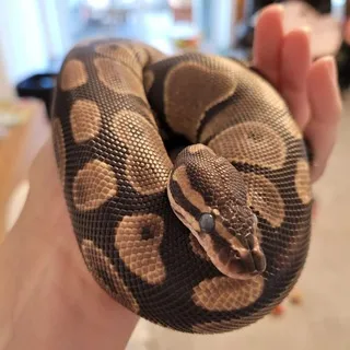 Ball Pythons World