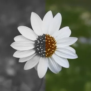 Easy Colorizer