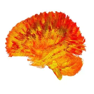 Neuroscience news