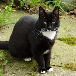 Katzenfotos