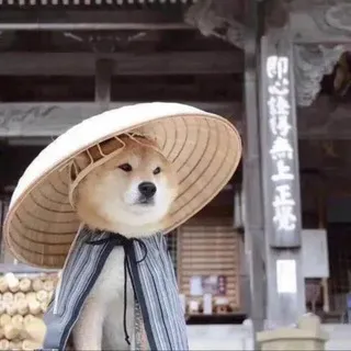 表情包😍 贴纸包🤩